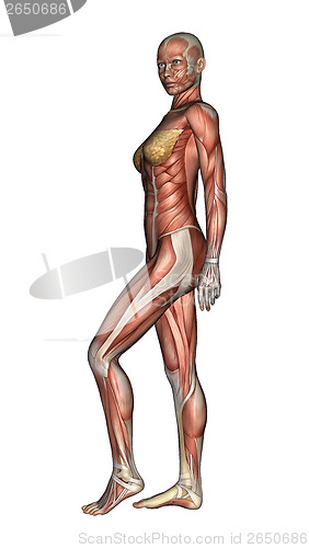 Image of Female Anatomy Figure