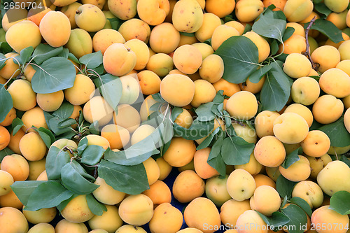 Image of lot of ripe apricot