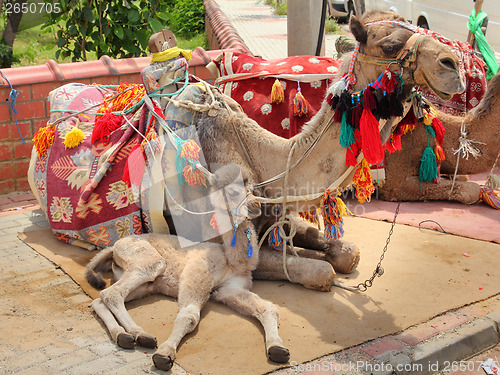 Image of camel cub lying with mother