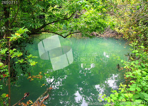 Image of small lake in tropical thicket