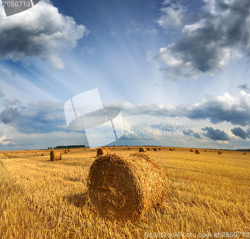 Image of harvested bales of straw in field