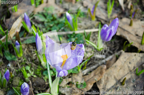 Image of group of violet crocus bud and small fly on petal  