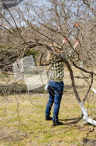Image of women with secateur between patuluos tree branches 