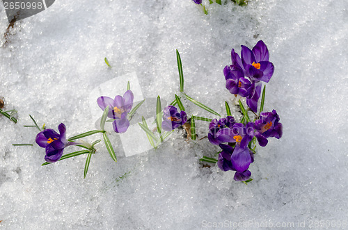 Image of close up first spring violet crocuses on snow  