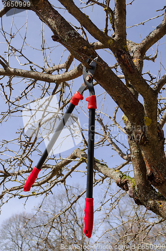 Image of secateur hang on dry tree branch on sky background 