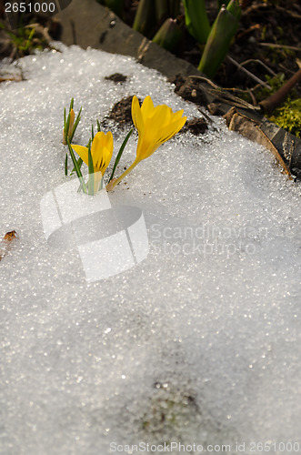 Image of first spring crocus flowers erupted from snow 