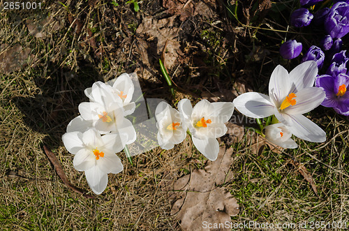 Image of close up of white crocuses bud in garden earth 