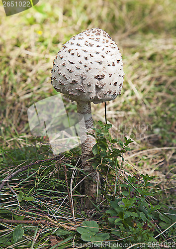 Image of Poisonous mushroom