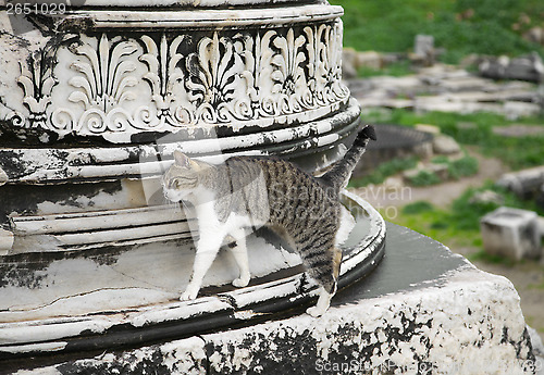 Image of Cat in Ephesus