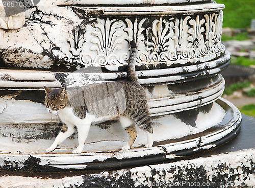 Image of Cat in Ephesus