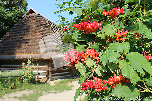 Image of clustered red guelder-rose besides old rural house