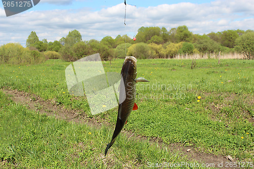 Image of beautiful caught chub on the hook