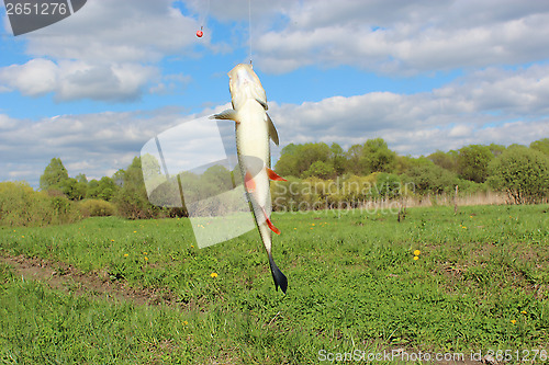 Image of beautiful caught chub on the hook