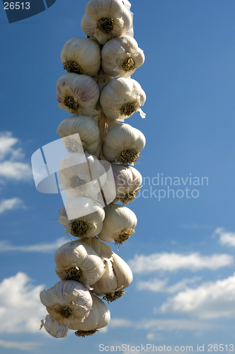 Image of Garlic