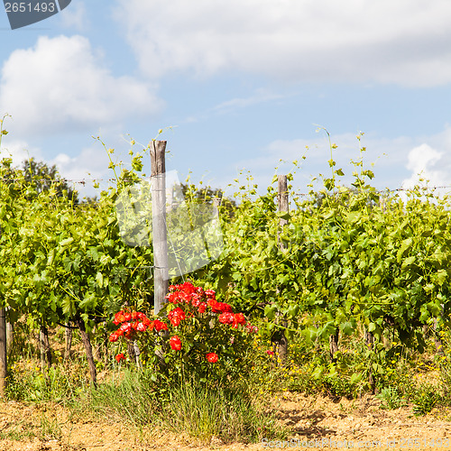 Image of Tuscany Wineyard