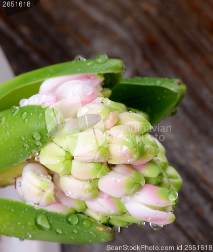 Image of Pink Hyacinth