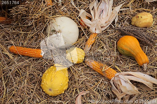 Image of Thanksgiving Harvest