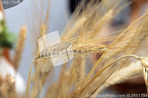 Image of Wheat