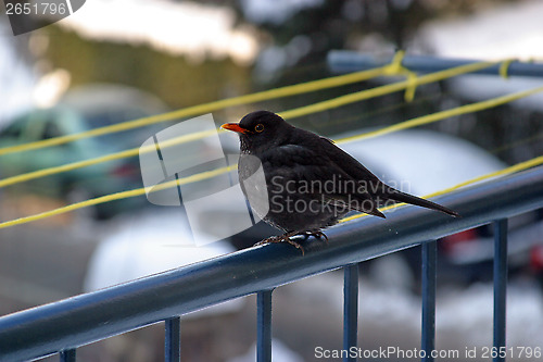 Image of Blackbird