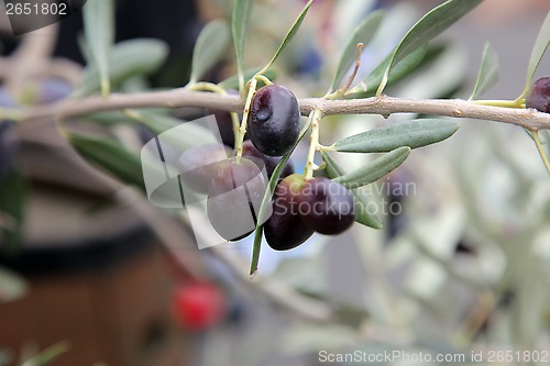 Image of Branch of black olives