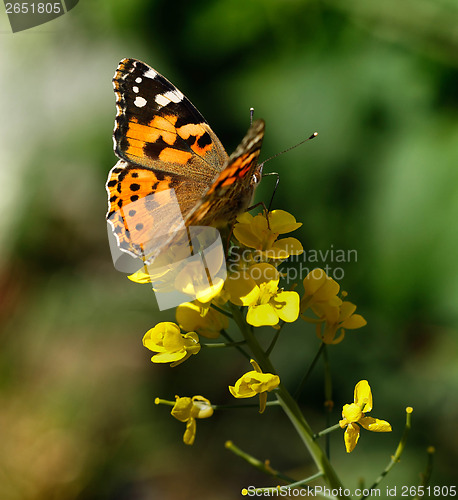 Image of Painted lady butterfly