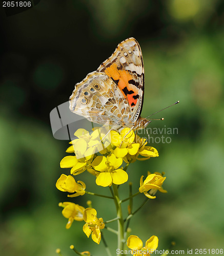 Image of Painted lady wing markings