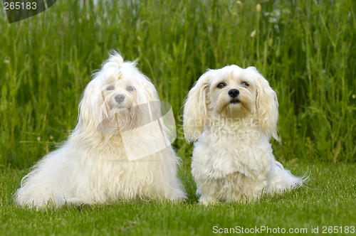 Image of Two dogs on grass