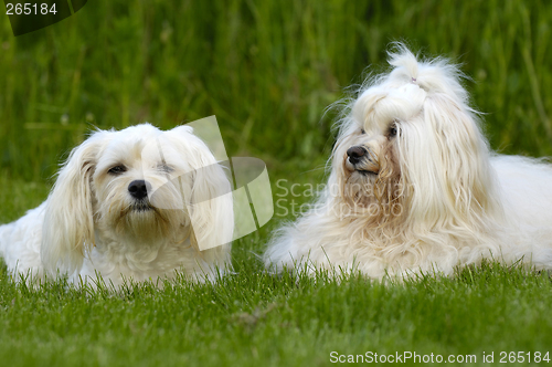 Image of Dogs resting on grass