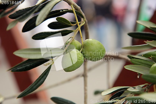 Image of Branch of green olives