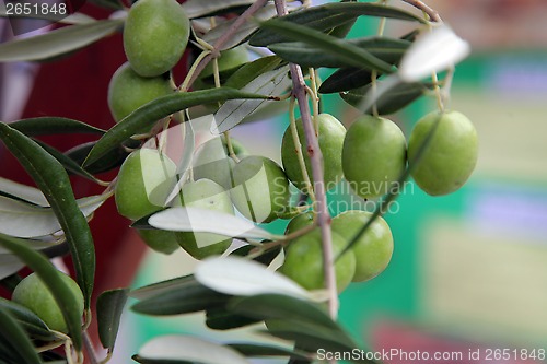 Image of Branch of green olives