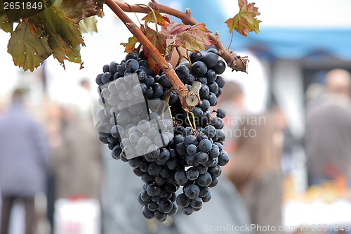 Image of Blue grape cluster with leaves