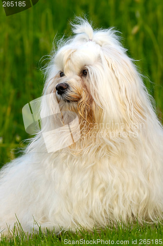 Image of Dog on green grass
