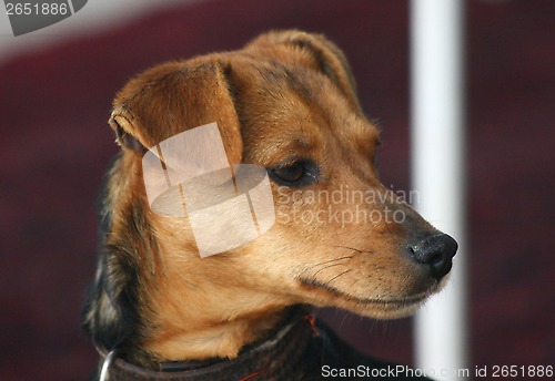 Image of Portrait of mongrel dog