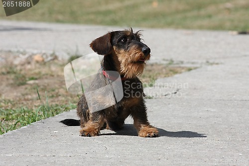 Image of Coarse haired dachshund