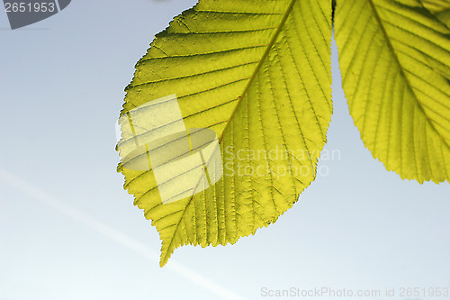 Image of Leaf