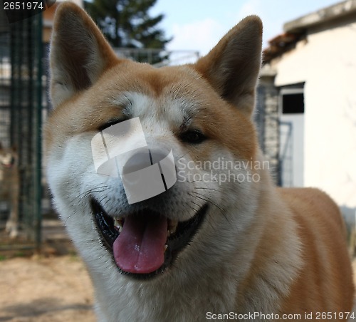 Image of Akita Inu