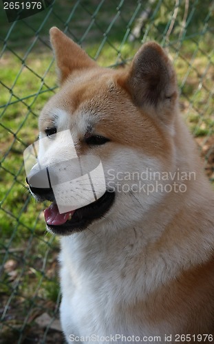 Image of Akita Inu