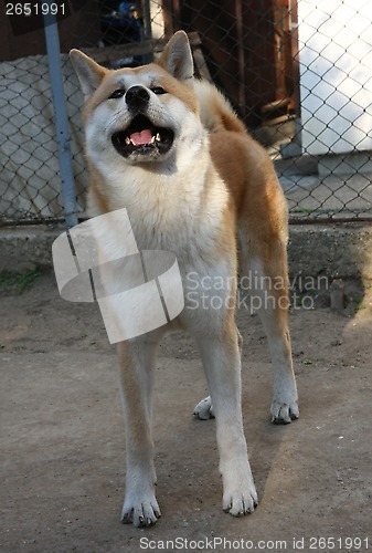 Image of Akita Inu