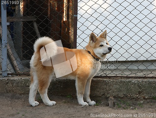 Image of Akita Inu