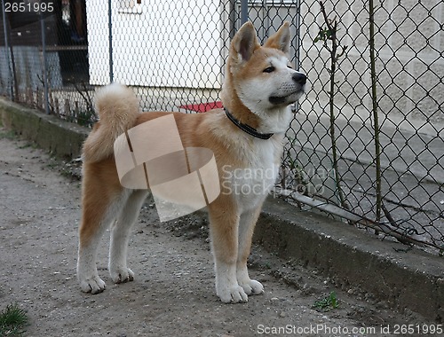 Image of Akita Inu