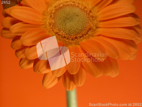 Image of gerbera