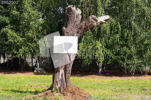 Image of Empty board on a tree