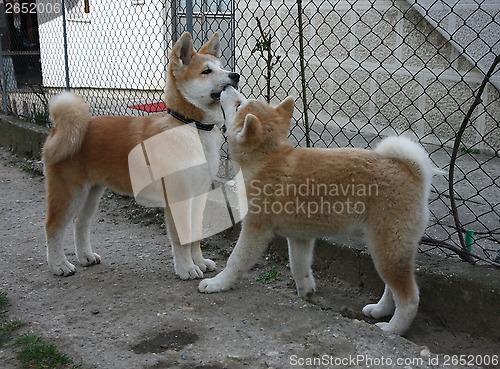 Image of Akita Inu