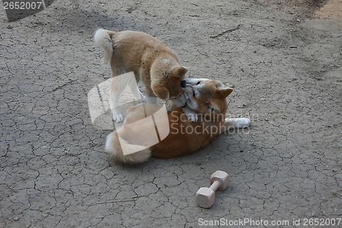 Image of Akita Inu