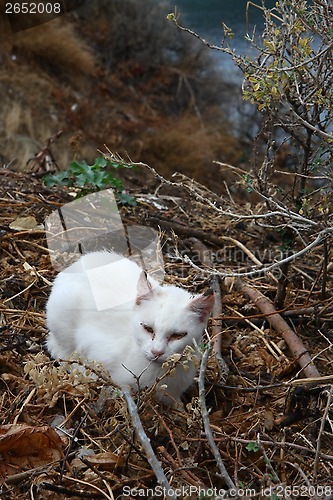 Image of White Cat