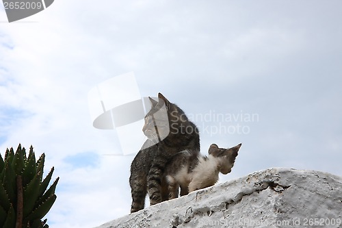Image of Cats on the wall
