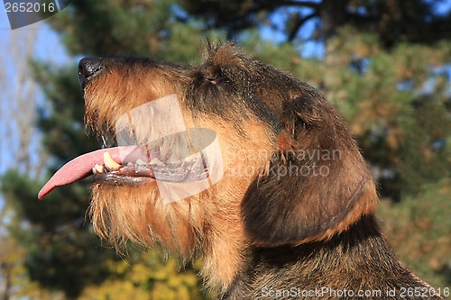 Image of Coarse haired dachshund