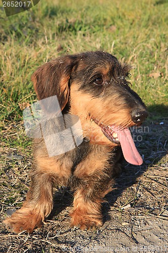 Image of Coarse haired dachshund