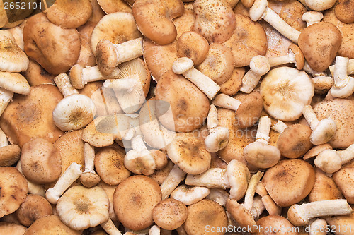 Image of A large number of fungi honey fungus.