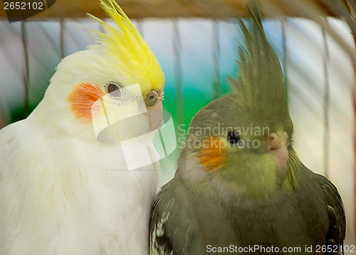 Image of Two parrot in a cage.